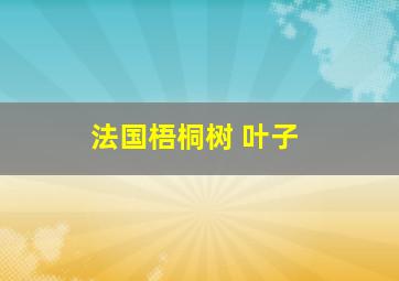 法国梧桐树 叶子